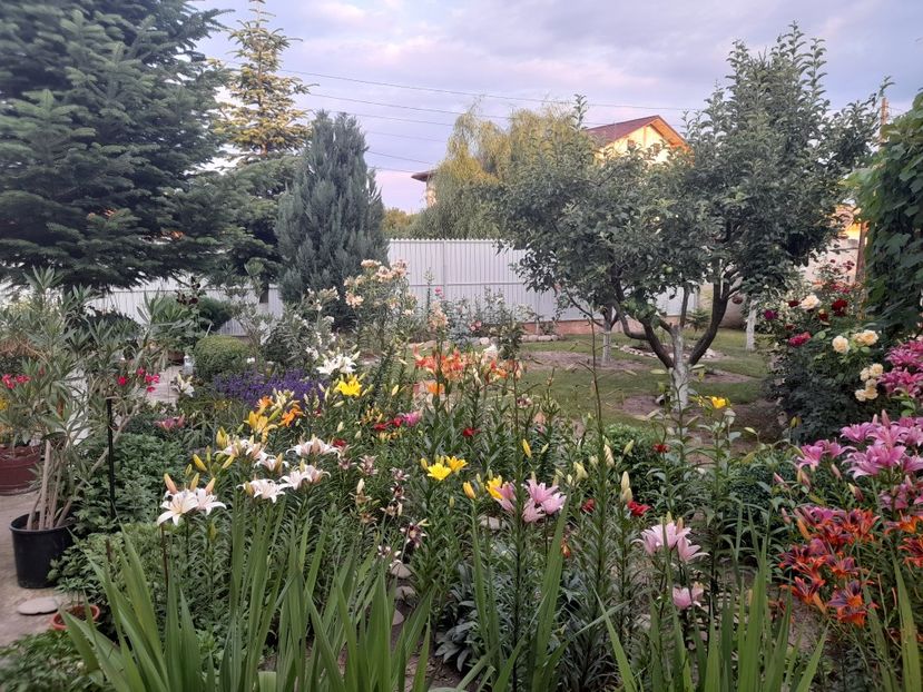  - 01 De prin curte si gradina