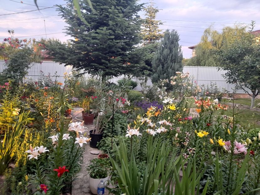  - 01 De prin curte si gradina