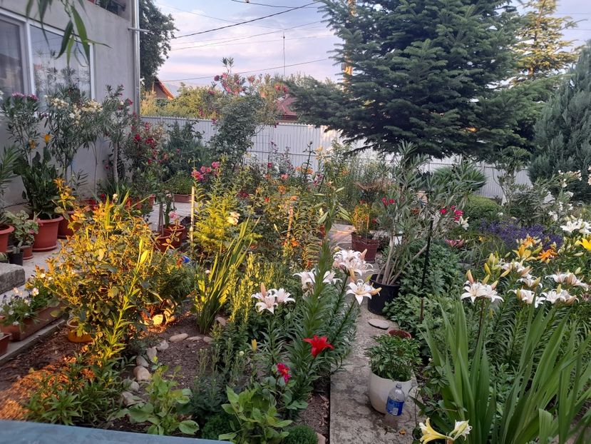  - 01 De prin curte si gradina