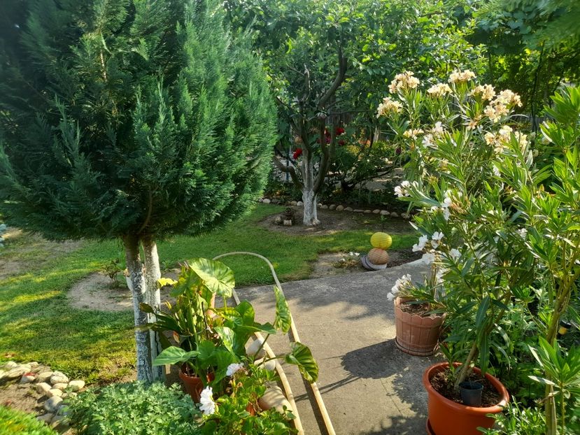  - 01 De prin curte si gradina
