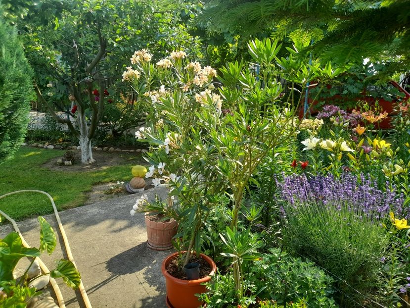  - 01 De prin curte si gradina