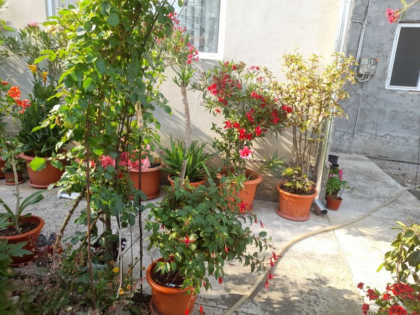  - 01 De prin curte si gradina