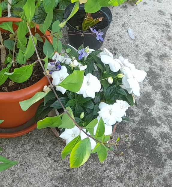  - 01 De prin curte si gradina