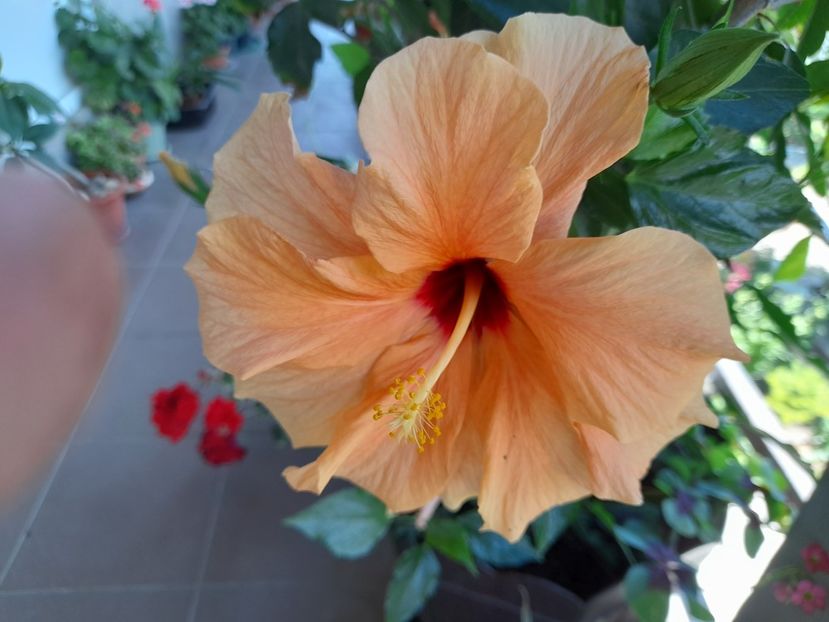  - Hibiscusi 2020 2022 2023