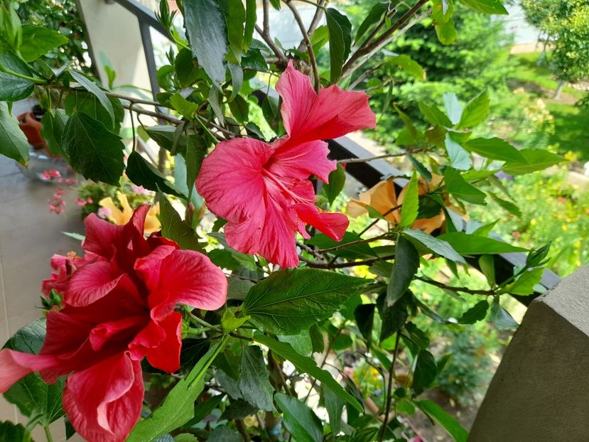  - Hibiscusi 2020 2022 2023