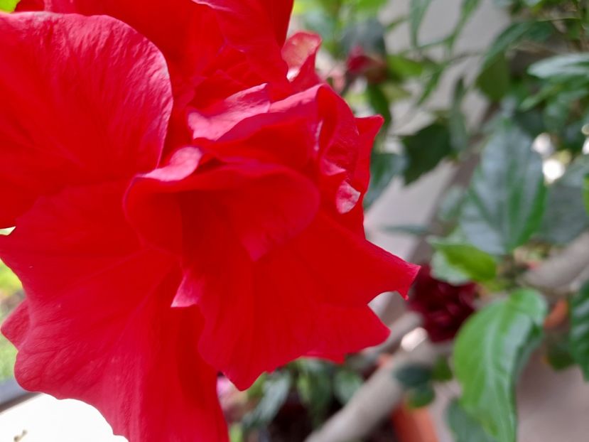  - Hibiscusi 2020 2022 2023