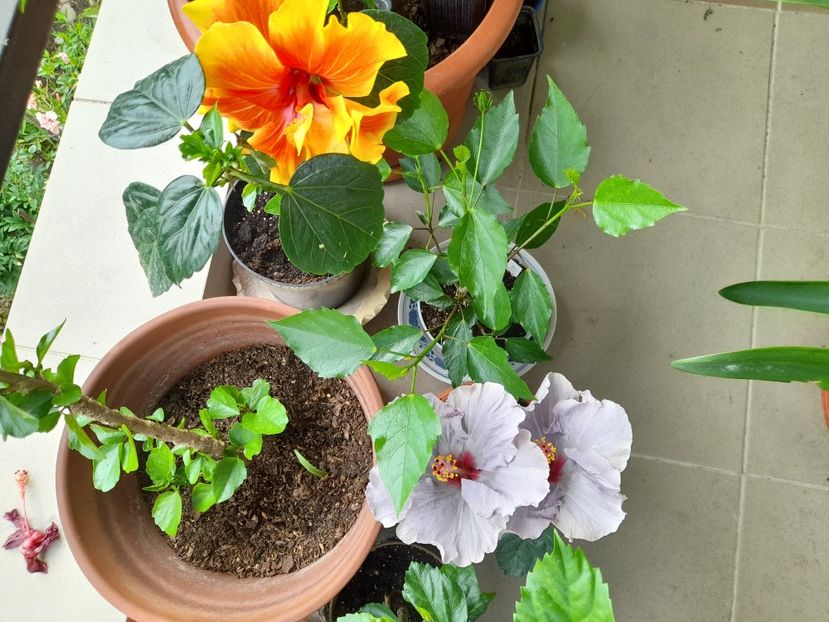  - Hibiscusi 2020 2022 2023