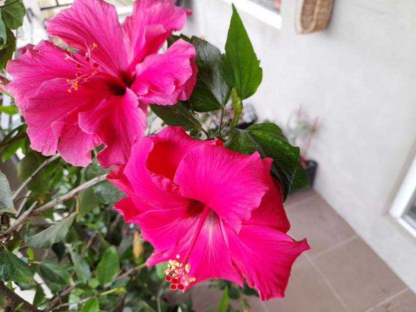  - Hibiscusi 2020 2022 2023