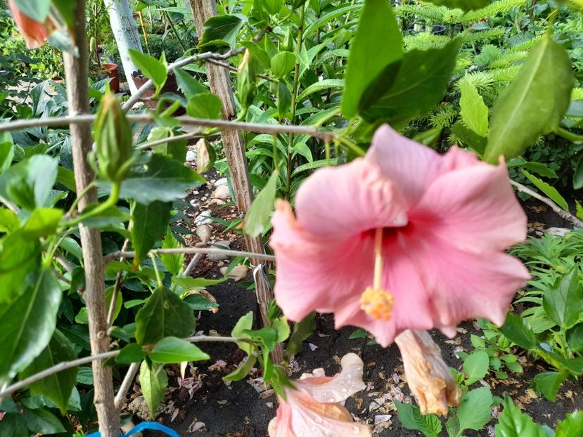  - Hibiscusi 2020 2022 2023