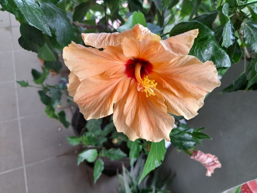  - Hibiscusi 2020 2022 2023