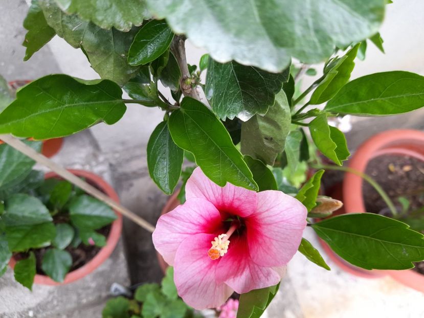  - Hibiscusi 2020 2022 2023