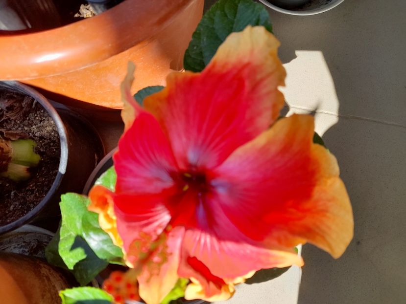  - Hibiscusi 2020 2022 2023