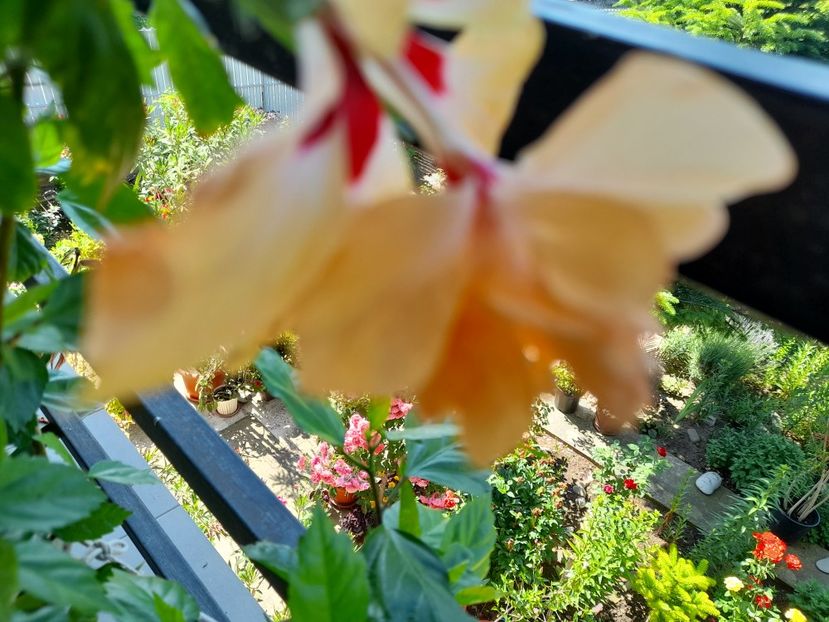  - Hibiscusi 2020 2022 2023