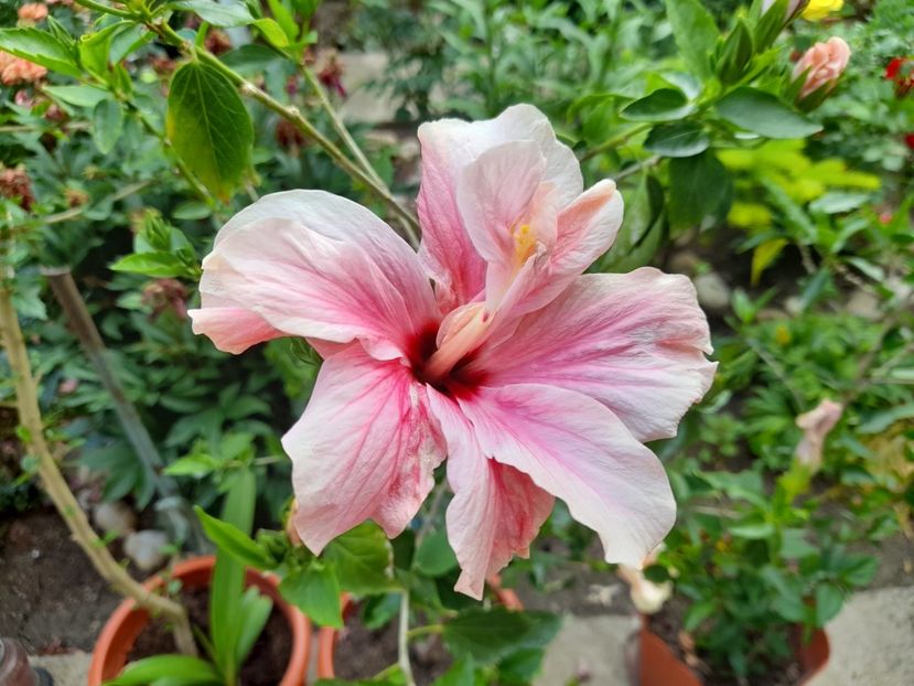  - Hibiscusi 2020 2022 2023