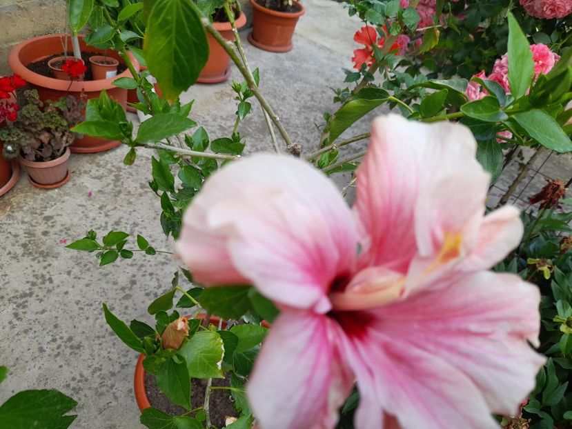  - Hibiscusi 2020 2022 2023