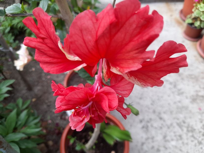  - Hibiscusi 2020 2022 2023