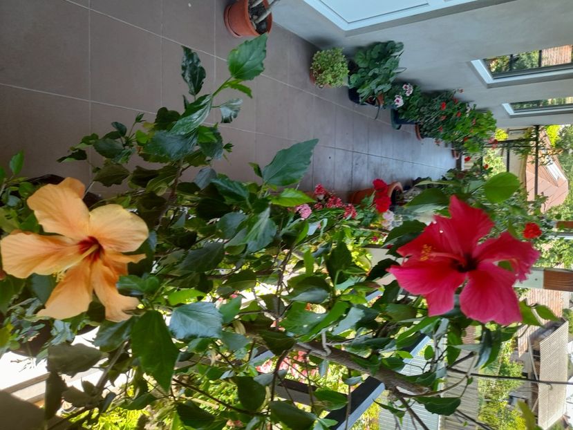  - Hibiscusi 2020 2022 2023