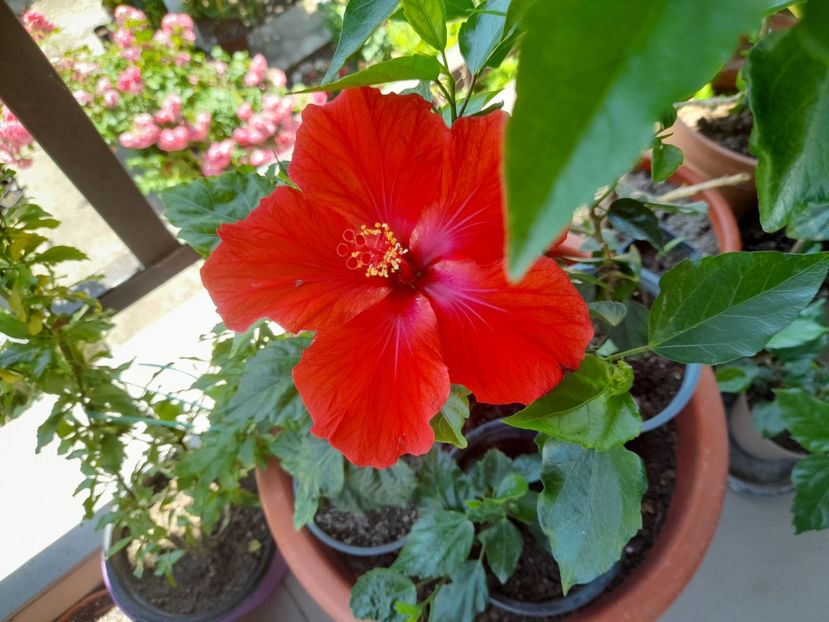  - Hibiscusi 2020 2022 2023