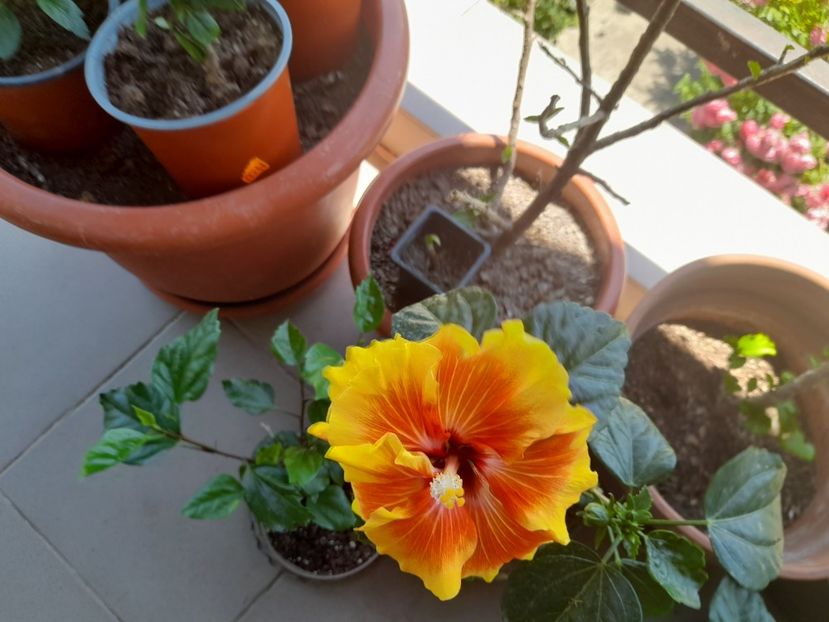  - Hibiscusi 2020 2022 2023