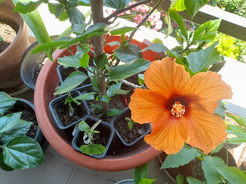  - Hibiscusi 2020 2022 2023