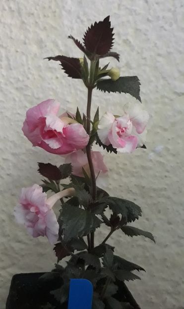  - 0001 2022 - BriD s ROSAMARIE