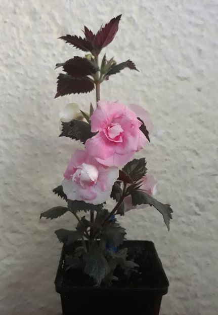  - 0001 2022 - BriD s ROSAMARIE