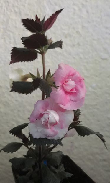  - 0001 2022 - BriD s ROSAMARIE