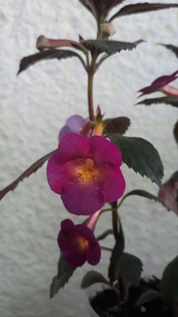  - 0001 2022 - BriD s Elegante