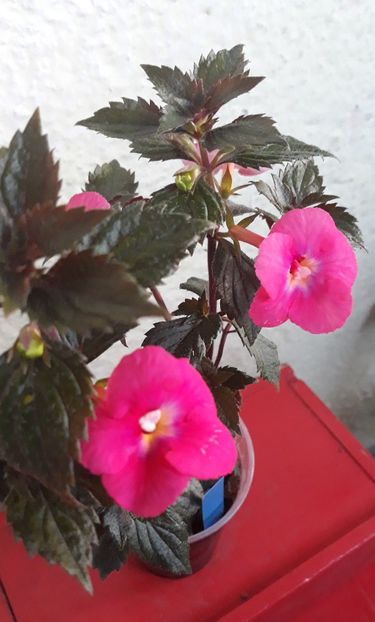  - 0001 2022 - Candy Girl