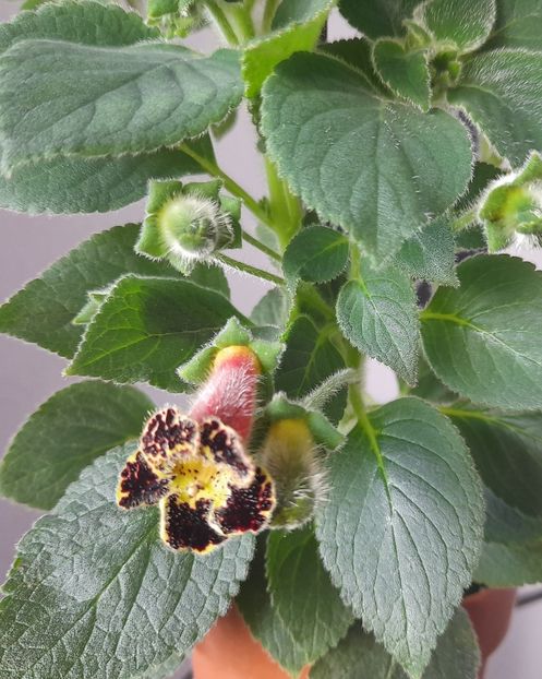  - 111 Bucurii pentru suflet 2022