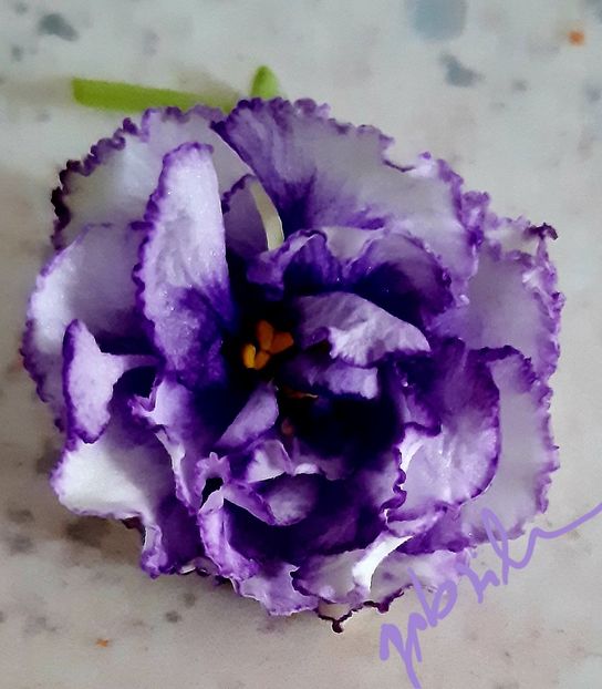 RS Grace - AA violete africane de colectie
