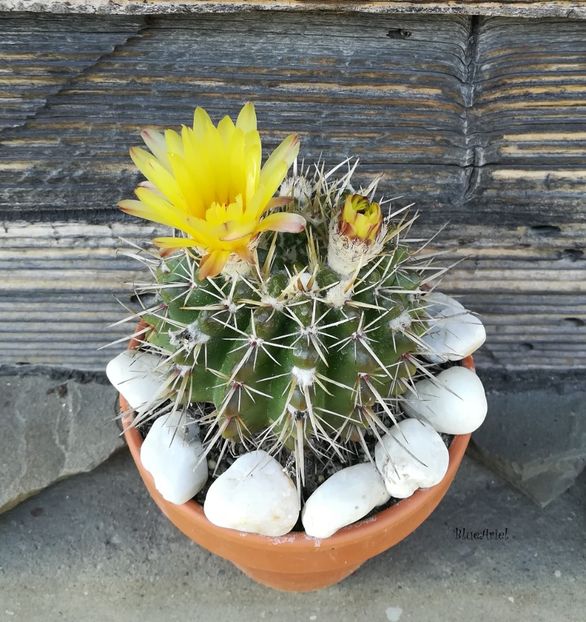  - Notocactus submammulosus