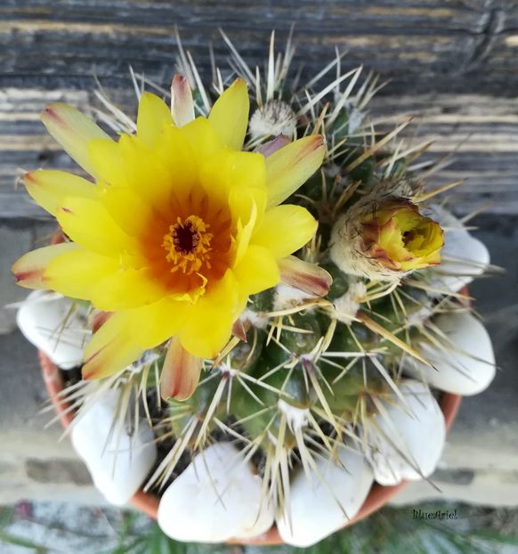  - Notocactus submammulosus