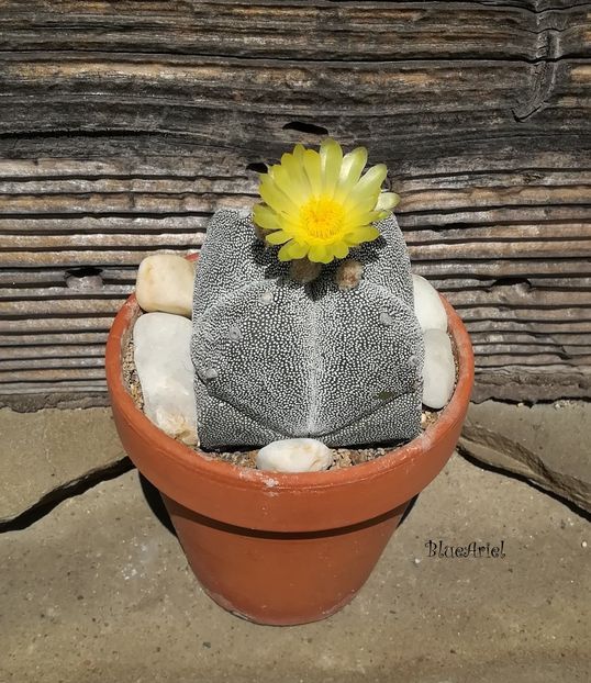  - Astrophytum myriostigma quadrocostatum