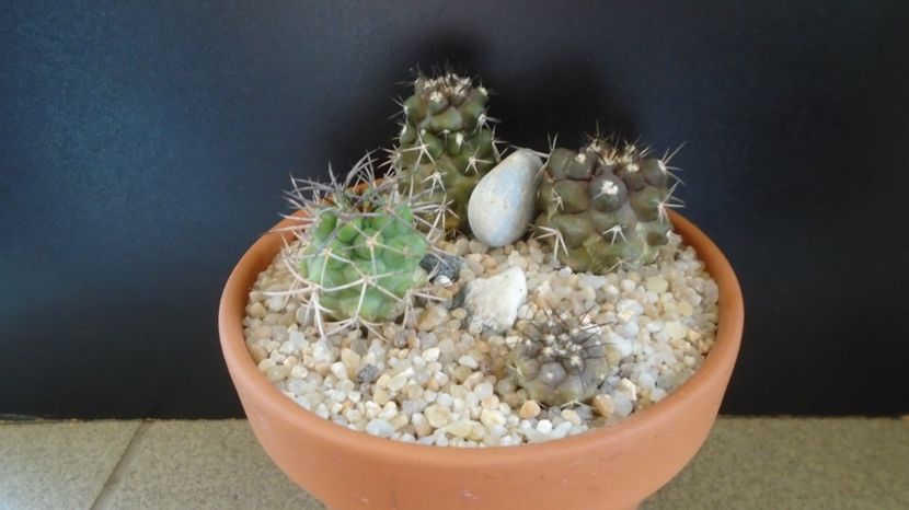  - Cactusi 2022