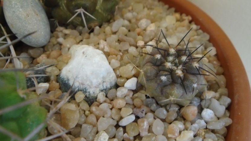  - Cactusi 2022