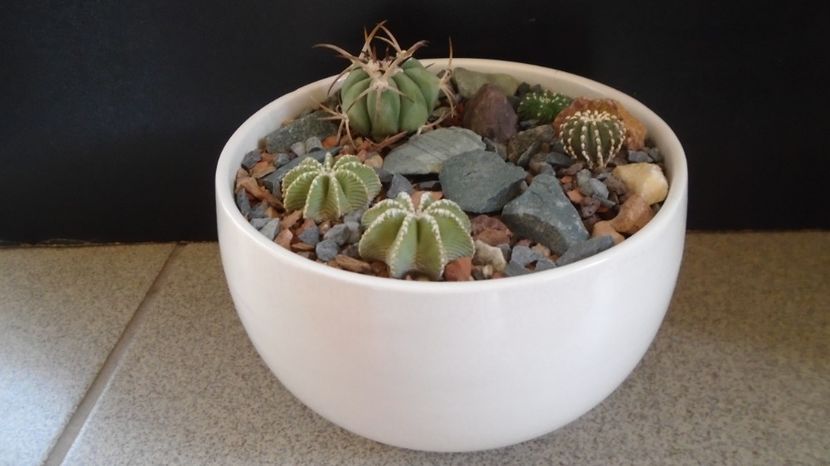 - Cactusi 2022