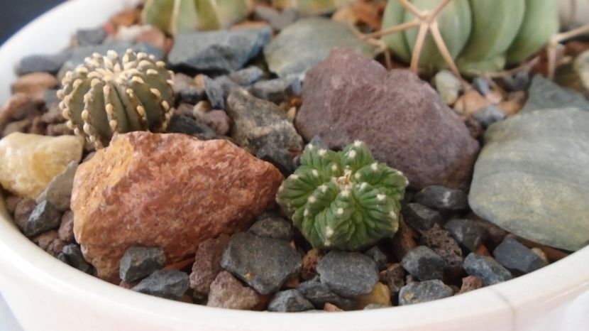  - Cactusi 2022
