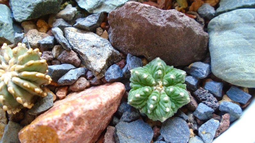  - Cactusi 2022
