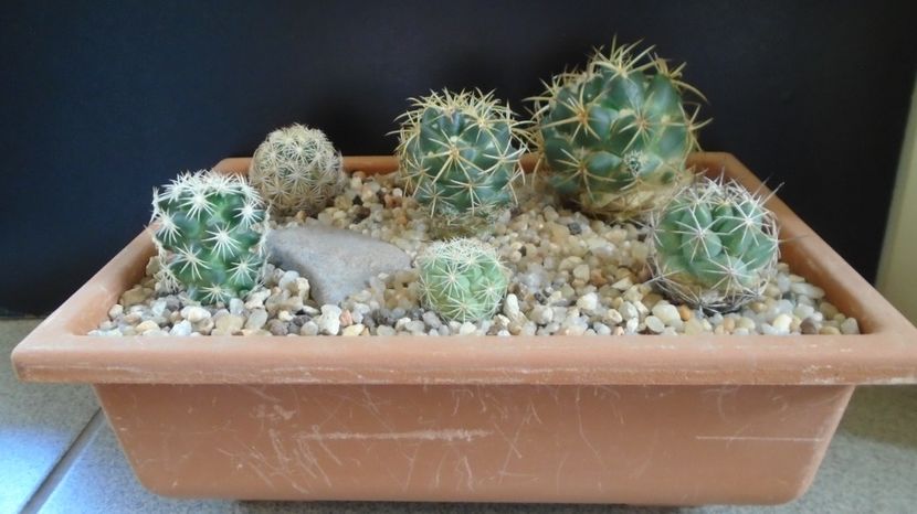  - Cactusi 2022