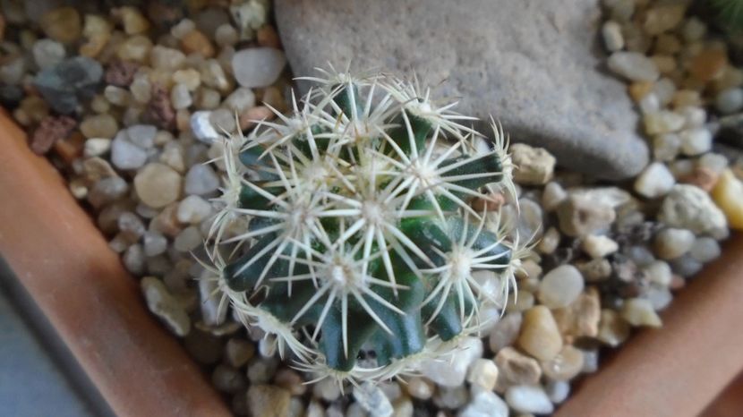  - Cactusi 2022