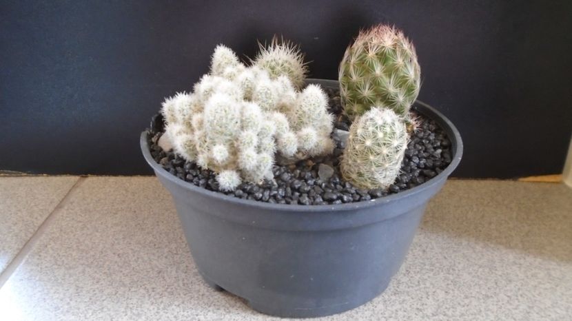  - Cactusi 2022
