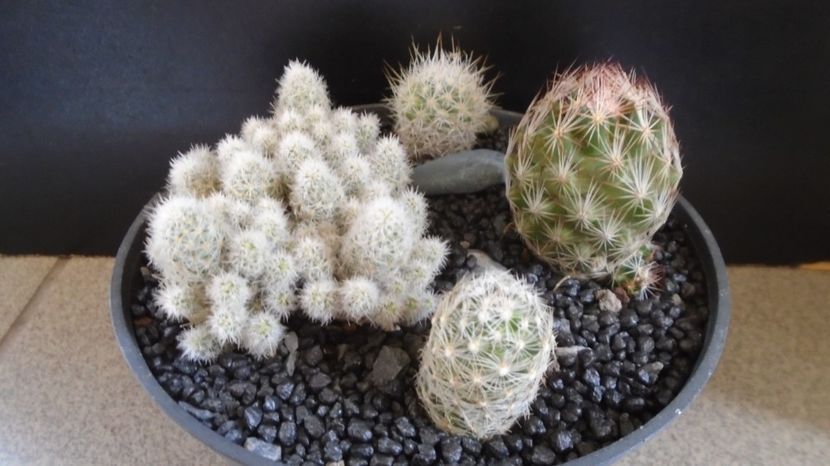  - Cactusi 2022
