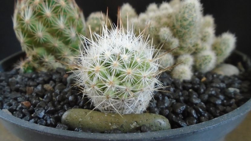  - Cactusi 2022