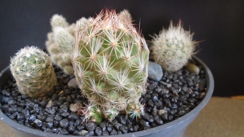  - Cactusi 2022