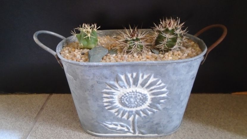  - Cactusi 2022