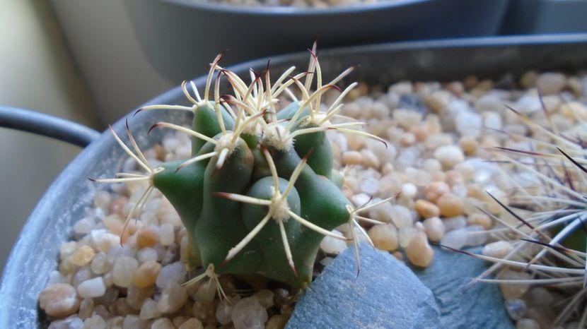  - Cactusi 2022