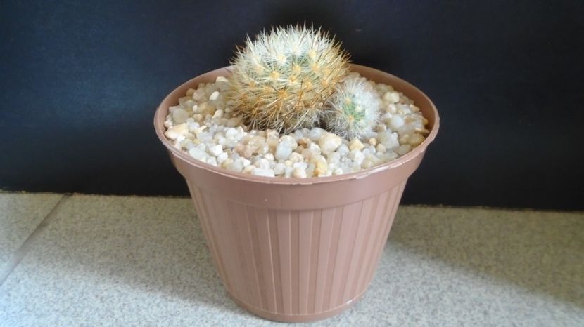  - Cactusi 2022