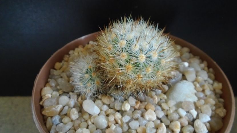  - Cactusi 2022