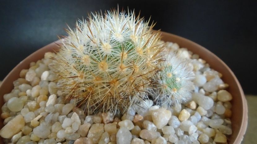  - Cactusi 2022